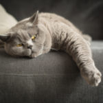 Cat laying on the couch