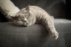 Cat laying on the couch