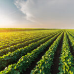 agriculture